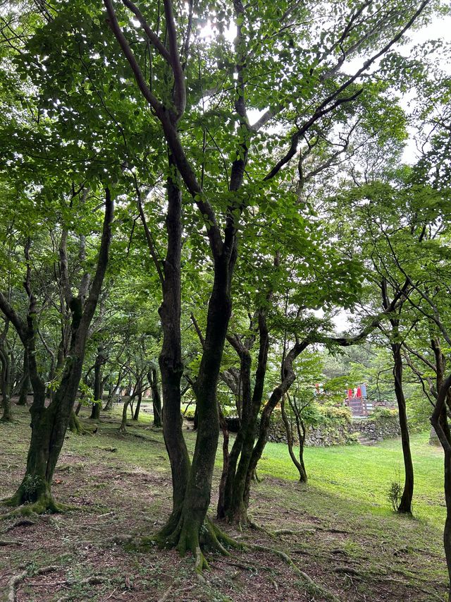 제주 절물자연휴양림