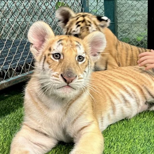 🐯體驗不一樣的老虎 | 芭堤雅老虎園🐯