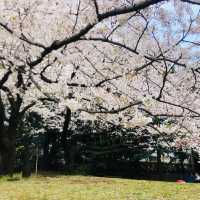 「旧芝離宮恩賜庭園」おすすめ花見スポット