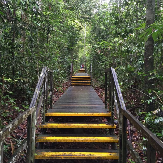 星加坡另類體驗🌲麥裏芝自然步道