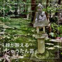 【京都府】美しい緑の絨毯、じゅうたん苔！