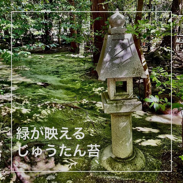 【京都府】美しい緑の絨毯、じゅうたん苔！