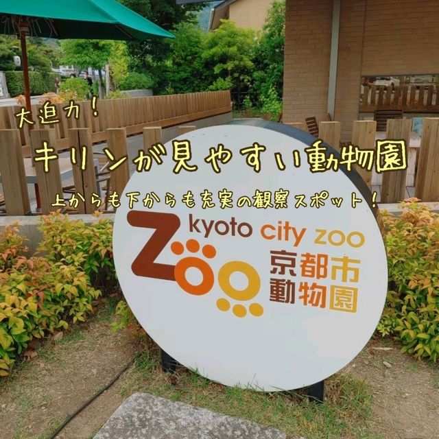 キリンを上からも下からも観察できる　京都市動物園