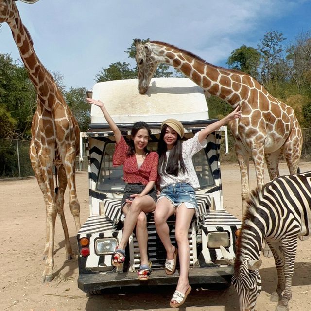 safari park is far from Bangkok around 3hours traffic by car, but it’s really worth to go.