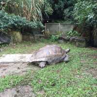 台灣開關親子遊😍台北半日市立動物園