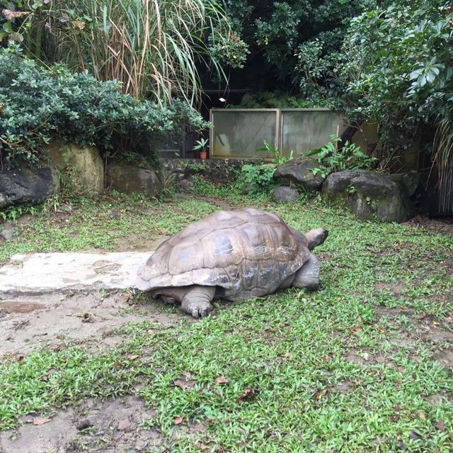 台灣開關親子遊😍台北半日市立動物園