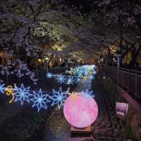 夜櫻推介去余佐川櫻花徑🌸 