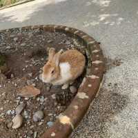 Rabbit Hole At Phuket 