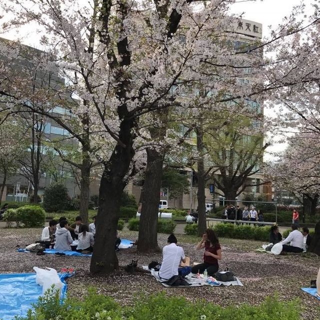 櫻花🌸盛放之時👍🏻必去上野恩賜公園👌🏻家庭一日遊😆日本🗾人最愛之地