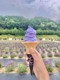 포천 허브아일랜드 라벤더축제💜
