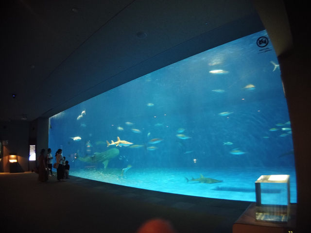 探索海洋奇觀：帶小朋友遊覽鹿兒島水族館