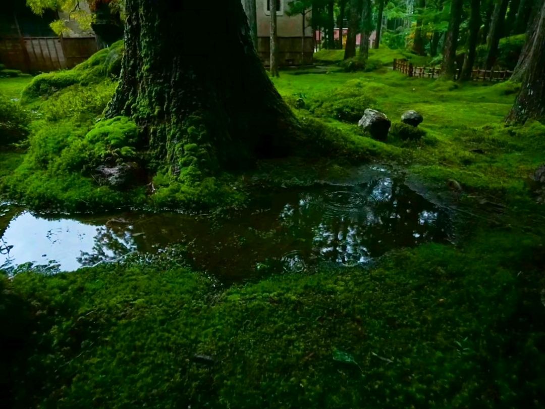 苔の里】（石川県小松市 旧国名：加賀） | Trip.com 小松