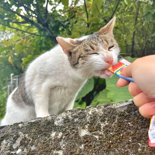 全球六大賞貓景點！新北市猴硐貓村🐱