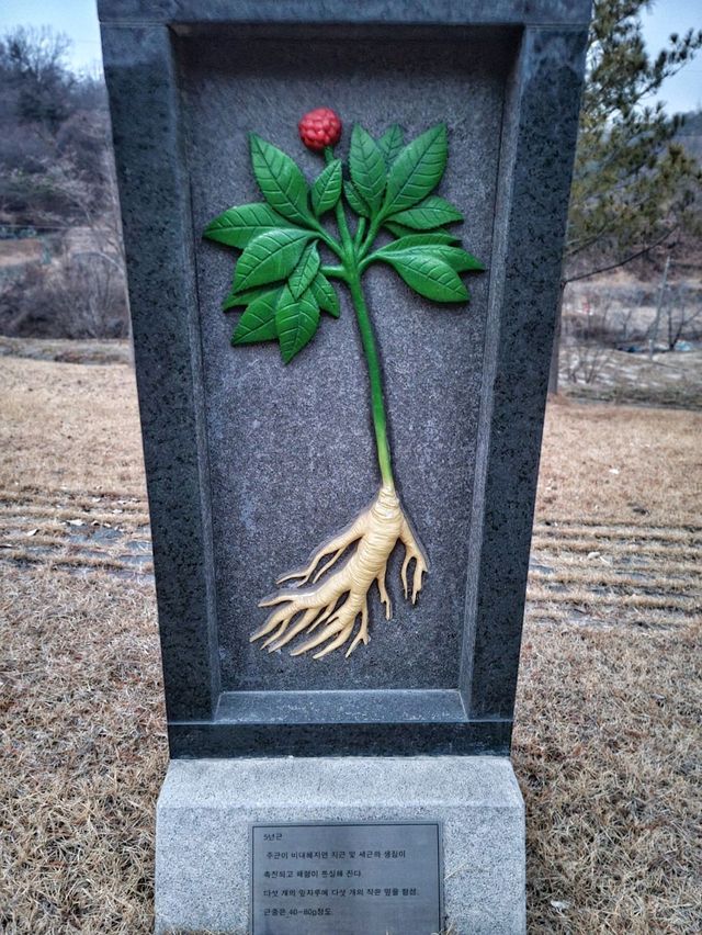 인삼의 전설이 담긴 금산 개삼터✨️