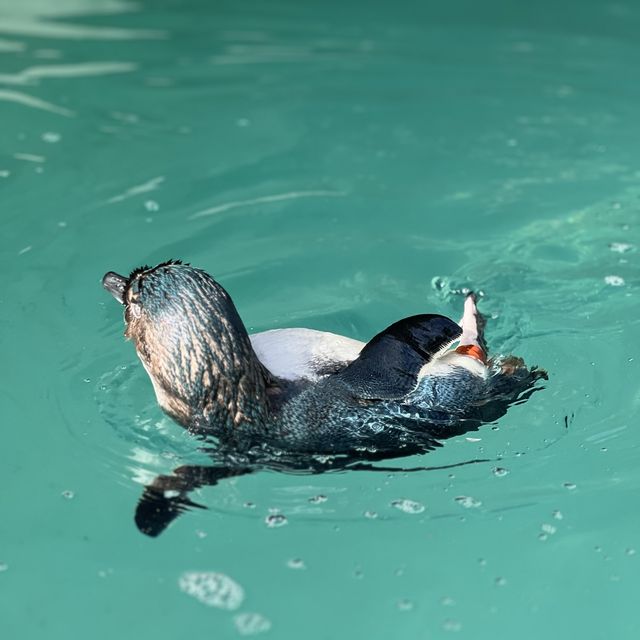 值回票價的動物園