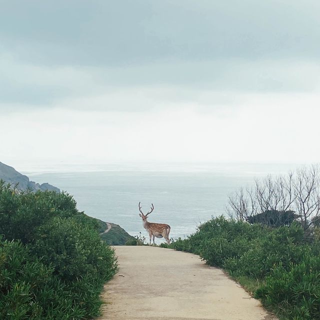 😎原來台灣也有這麼一個酷地方｜北竿·大坵餵鹿鹿🦌