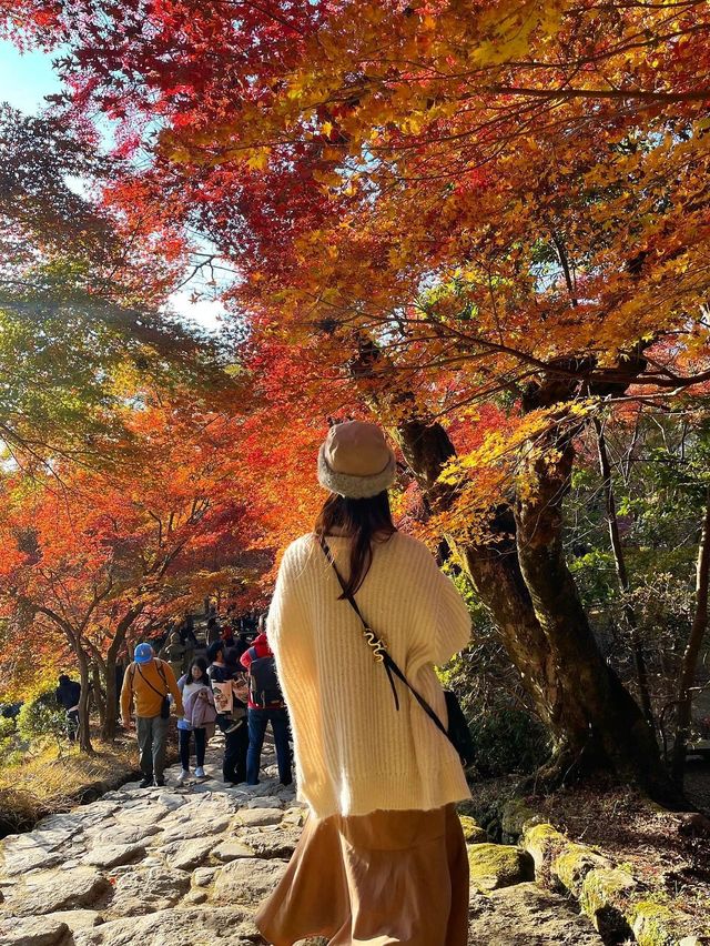【福岡紅葉】有名な秋月城跡の紅葉🍁