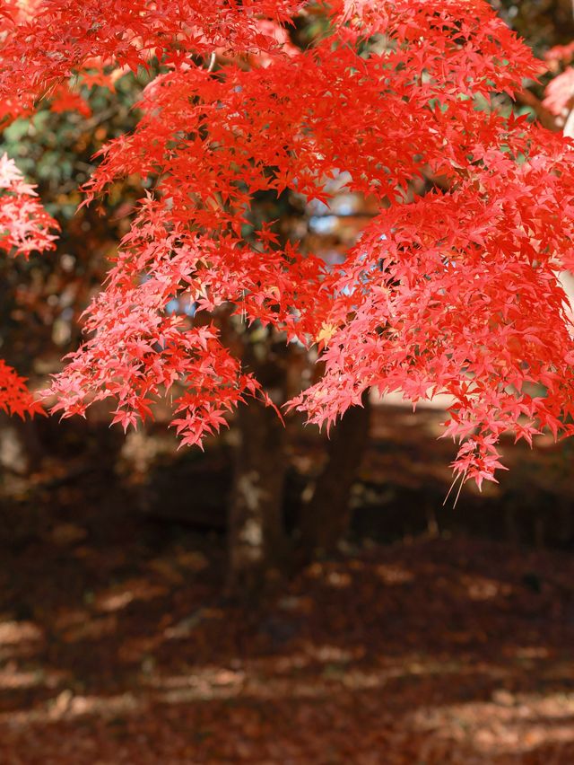 【秩父】長瀞の秋、思いがけず美しい紅葉の発見