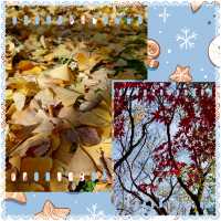 「上野恩賜公園」11月底～12月初，賞紅葉好去處