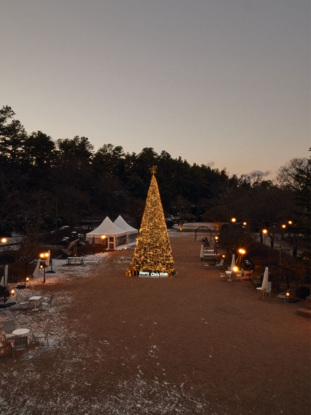 서울 근교 대형 크리스마스 트리 등장 카페나드🎄🎄