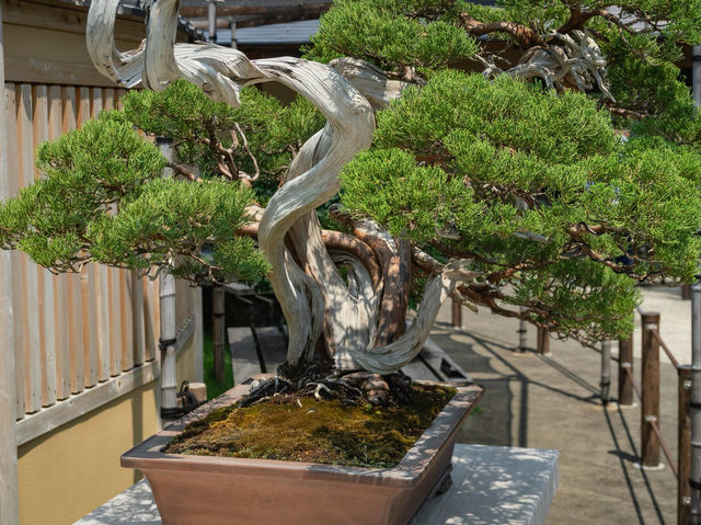 Bonsai Art Museum in Saitama