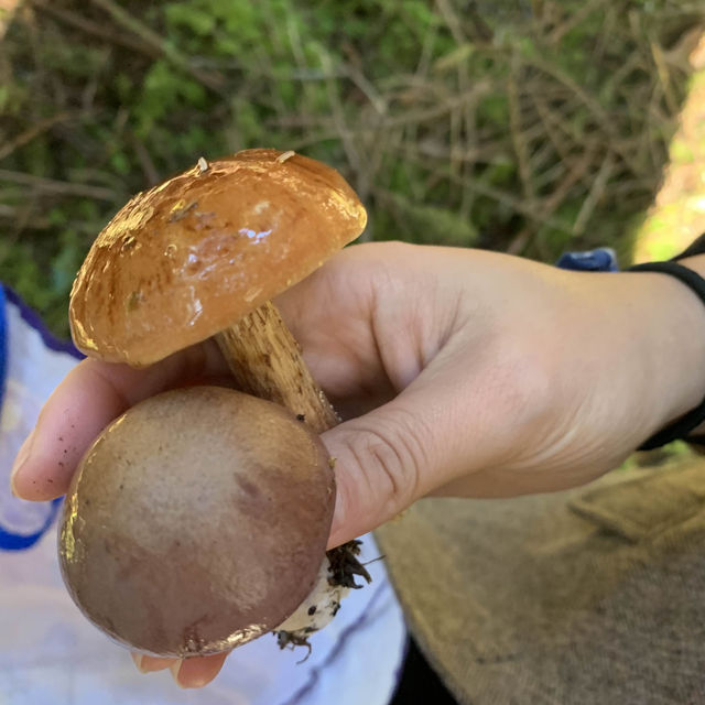 Mushrooms 🍄 and Beach 🏝️ in Oregon 