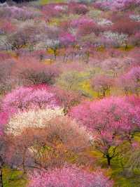 全国でも最高クラスの梅堪能エリア🌸