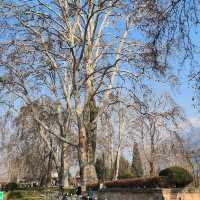 Winter at the Mughal Garden India 