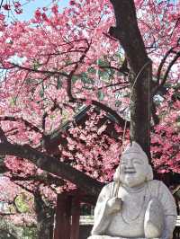 【東京】既に満開の桜が咲くパワースポット