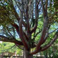 Akebono Park