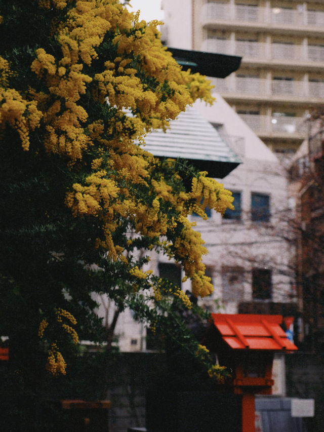 藏前神社金合歡滿開