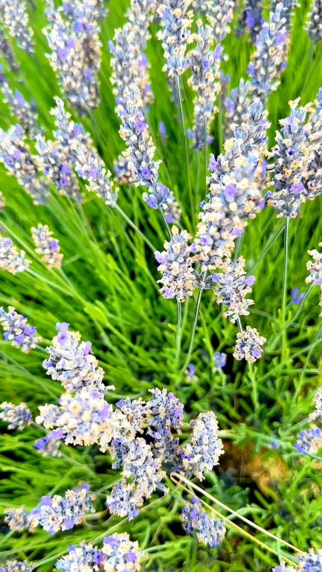 Lavender in New Zealand