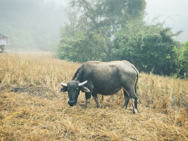 เลอชิปู (Le chi pu) เชียงใหม่