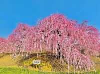 Suzuka forest garden 