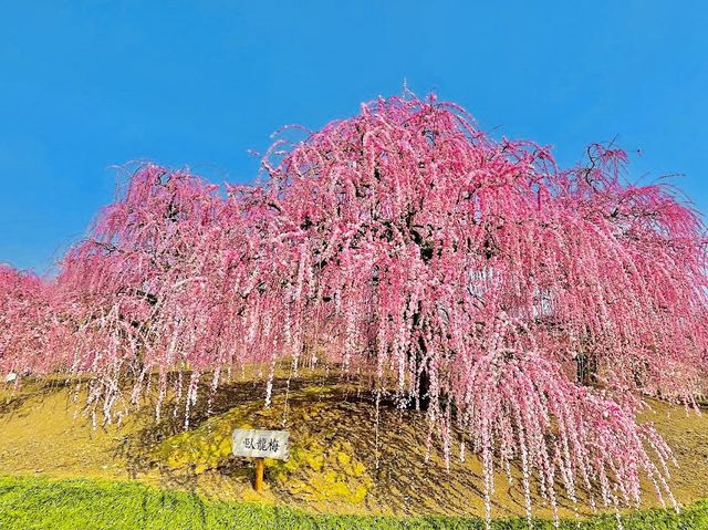Suzuka forest garden 