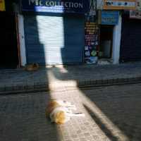 Leh Market - most energetic place in Ladakh