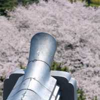 滋賀県の桜🌸彦根城