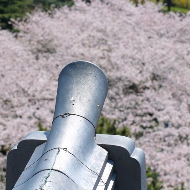 滋賀県の桜🌸彦根城