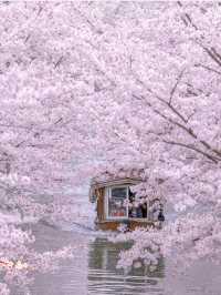 京都小眾游船🚢賞櫻🌸伏見十石舟