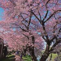 【日和山公園】櫻花 🌸 共度美好時光