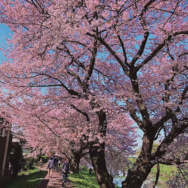 【日和山公園】櫻花 🌸 共度美好時光
