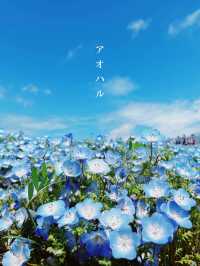 【茨城】アオハル。春は青の花畑へ