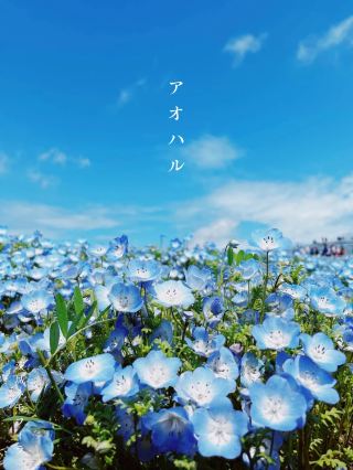 [Ibaraki] Youth. Spring is a time for blue flower fields