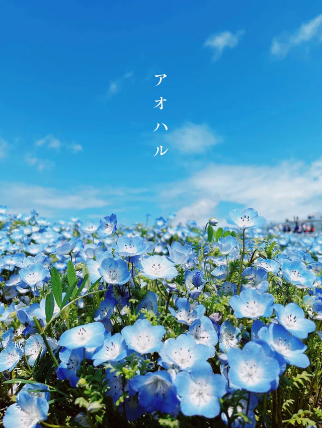 【茨城】アオハル。春は青の花畑へ
