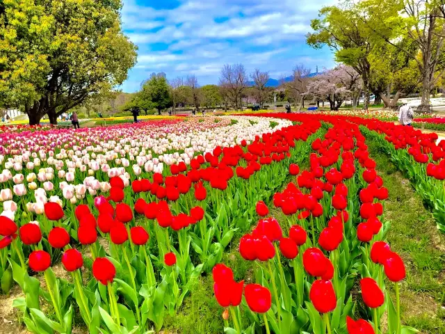 Tulip & Sunflower Garden 