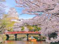 兵庫・姫路城櫻海
