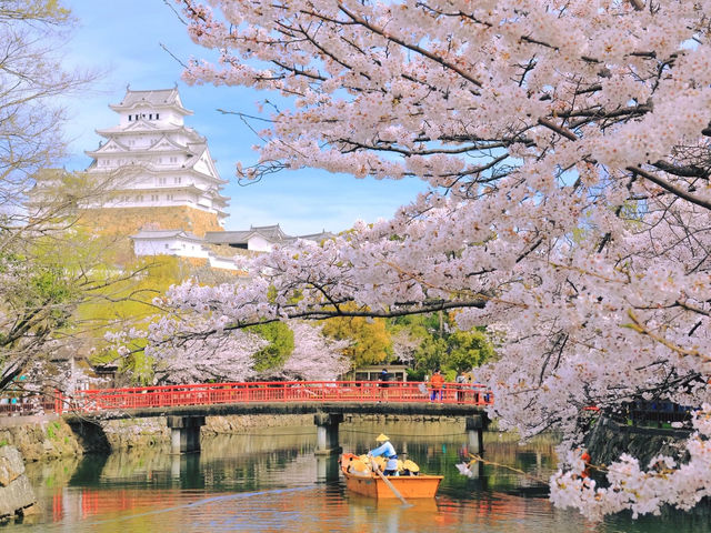 兵庫・姫路城櫻海