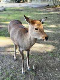 🦌 Oh My Nara Deer! 