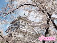 琵琶湖　豊公園の桜