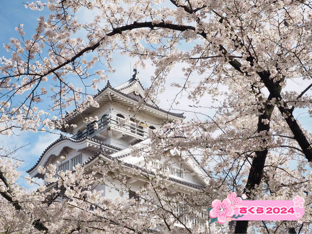 琵琶湖　豊公園の桜